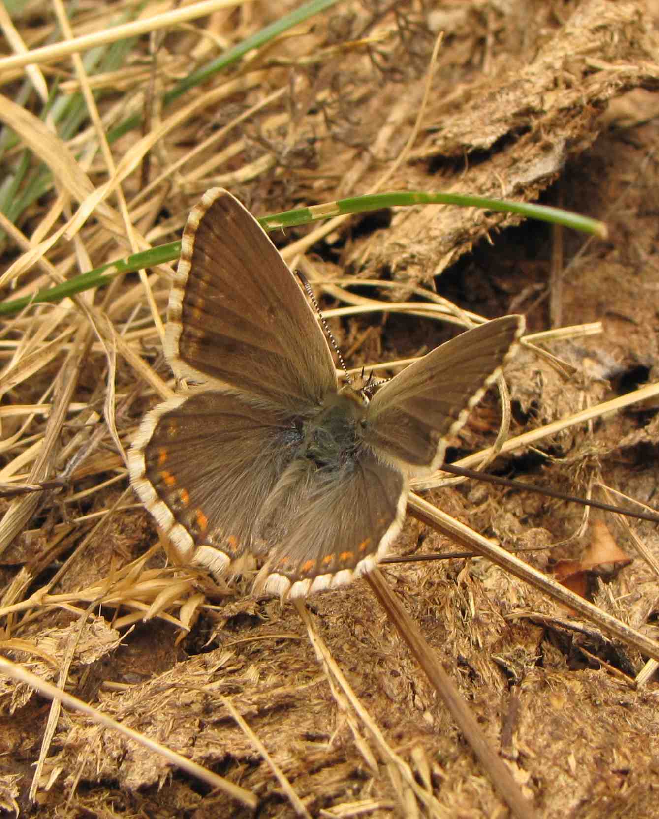 farfallina marchigiana